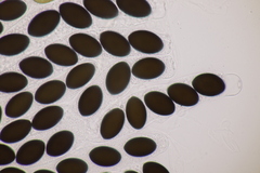 Sordaria macrospora