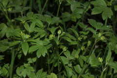 Ranunculus parviflorus