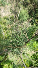 Tamarix africana
