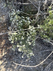 Cryptantha maritima