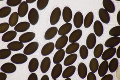 Sordaria macrospora