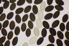 Sordaria macrospora