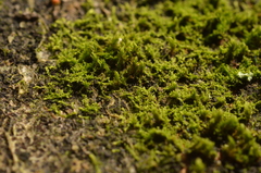 Microlejeunea ulicina