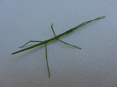Bacillidae