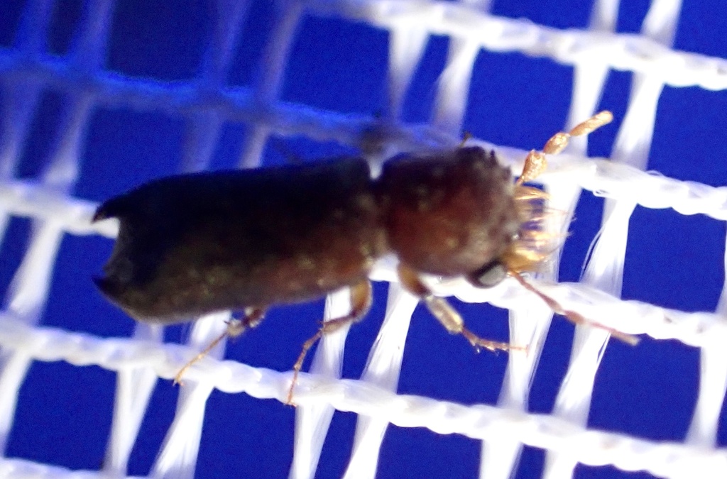 Enneadesmus forficula