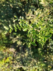 Zanthoxylum capense