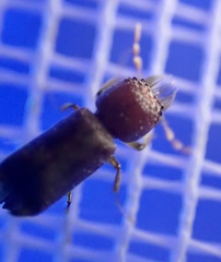 Enneadesmus forficula