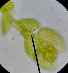 Microlejeunea ulicina