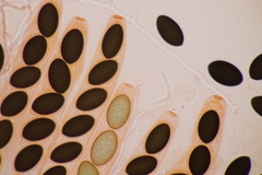 Sordaria macrospora