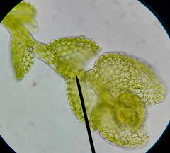 Microlejeunea ulicina