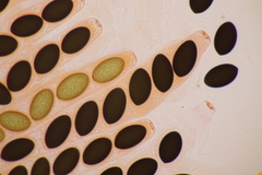 Sordaria macrospora