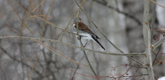 Turdus pilaris