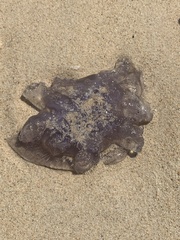 Catostylus mosaicus