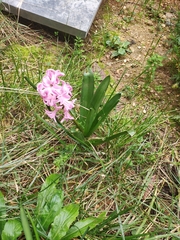 Hyacinthus orientalis