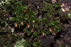 Orthotrichum diaphanum