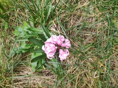 Hyacinthus orientalis