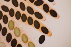 Sordaria macrospora