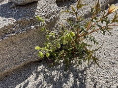 Emmenanthe penduliflora penduliflora