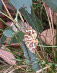 Chrysolarentia oxygona