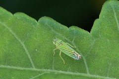 Sibovia