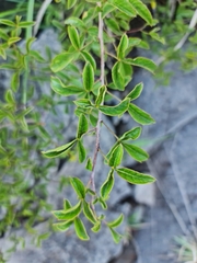 Searsia rigida