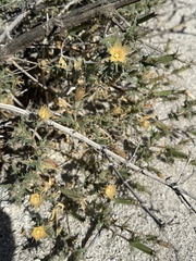 Mentzelia hirsutissima