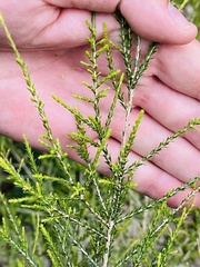 Melaleuca leucadendra