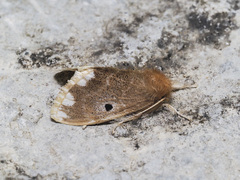 Orvasca