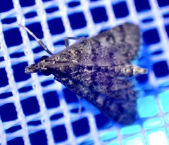Steniini