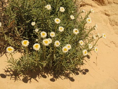 Polycalymma stuartii