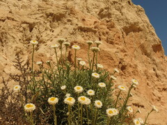 Polycalymma stuartii