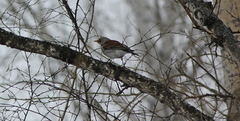Turdus pilaris