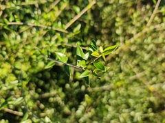 Olea europaea cuspidata