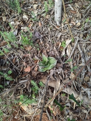 Epipactis helleborine tremolsii