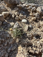 Chaenactis stevioides