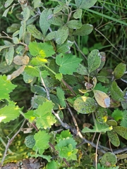 Hibiscus calyphyllus