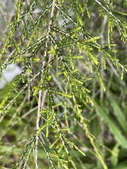 Melaleuca irbyana