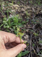 Ophrys fusca iricolor