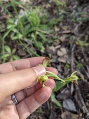 Ophrys fusca iricolor
