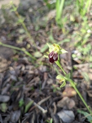 Ophrys fusca iricolor