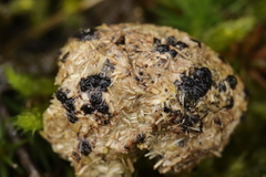 Hypocopra brefeldii