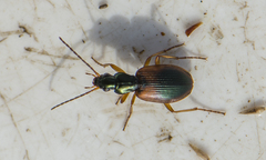 Anchomenus dorsalis