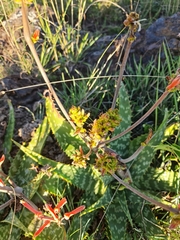 Aloe transvaalensis
