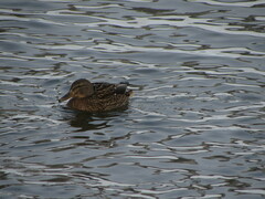 Anas platyrhynchos