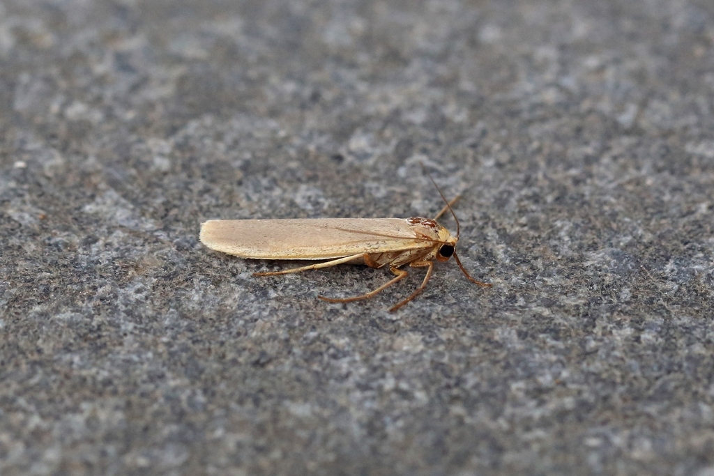 Manulea pseudocomplana