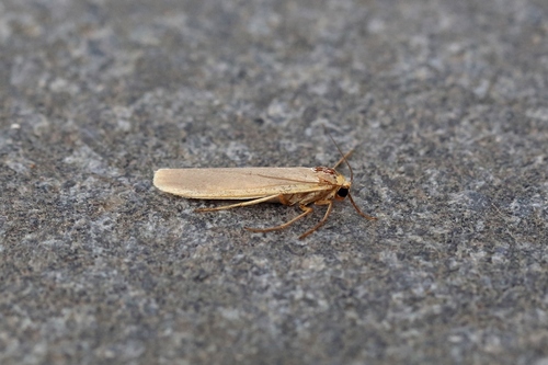 Manteau incertain (Le), le Manteau d'Anatolie (Le)
