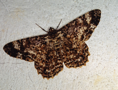 Epimecis fraternaria