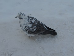 Columba livia