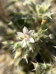 Loeseliastrum schottii