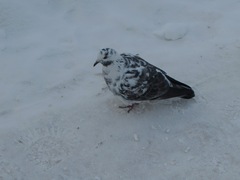 Columba livia